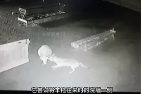 嚣张的狼在夜里跳进羊圈，当着牧羊犬的面抓羊#羊 #狼视频封面