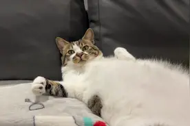 #猫咪睡觉姿势 #睡姿销魂这睡姿 #偷拍睡觉的猫 基本上是只废咪了视频封面