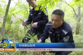 挖野生兰花卖钱？ 先考虑“刑不刑” 【导语】兰花是随州的市花视频封面