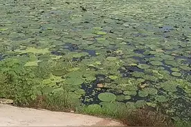 芡实植物学形态介绍，很多人不了解芡实怎么长出来的，快来看看吧视频封面