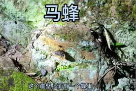 胡蜂、马蜂、黄蜂，其实都是一类物种视频封面