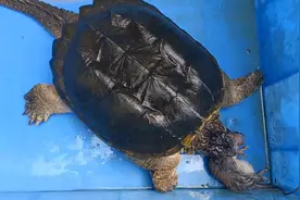 鳄龟秒杀大老鼠#龟龟🐢 #现场实拍 #我的宠物视频封面