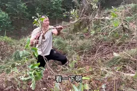 野生牛大力终于找到，而且还是几十年的藤，薯一个比一个大