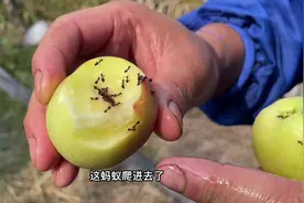 今天传授30条蚯蚓放30条黄鳝独门绝技。#我的乡村生活