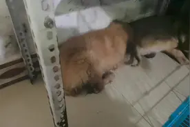后期的犬瘟热狗狗，又抽又喊的不能睡觉，因该怎么办。#萌宠视频封面