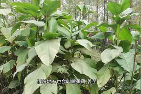 农村常见的芭蕉芋，不仅看着美，能吃还有大用途#芭蕉芋视频封面