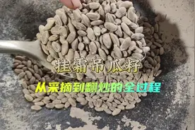 关于吊瓜子的一切，从采摘清洗晾晒到炒制！看到最后哦！视频封面