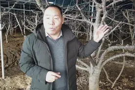大樱桃蚧壳虫翻天了！怎么办?怎么办？#桑白蚧#哈斯库#松酯酸钠视频封面