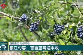 镇江句容：百亩蓝莓迎丰收视频封面