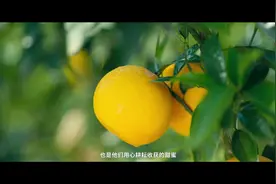 贷来金果飘香  酿造甜蜜生活   富滇银行“金果贷”视频封面