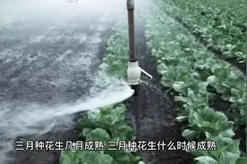 三月种花生，7-9月份可以成熟，若是秋季8月份种植视频封面