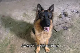 这么凶的大狼狗竟然喜欢吃菜，那就叫菜狗吧#养狗的乐趣视频封面