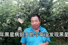 美甜在梨上使用，对黑星病效果优异！#抖音助农 #农业技术视频封面