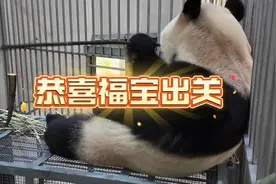 等待了三个月的福宝终于迎来了出关倒计时！#大熊猫福宝视频封面