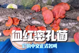 满树干可药用的红色菌物：血红密孔菌 #大自然的馈赠 #野生菌视频封面