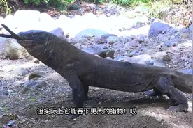 吞是吞下去了，消化是不是也挺费劲？#科莫多巨蜥视频封面