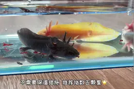 懒人必备宠物推荐｜家里20多种小动物，到底哪个最省心？