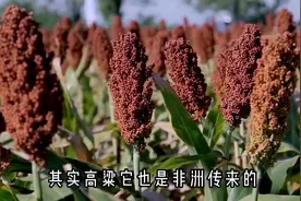 你还知道什么食材不是源自于中国的？视频封面