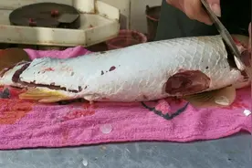 做武鸣生鱼片这种鱼聚划算，4斤的鱼出3斤肉，而且10块钱一斤视频封面
