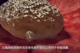 巨噬细胞#科普 #免疫细胞 #健康科普视频封面