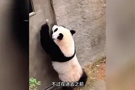 睿宝这智商跟福宝一样太聪明了，竟然会自己开门进员工通道了。
