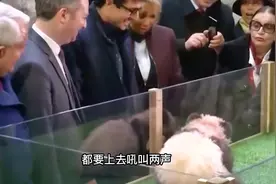 男子翻进动物园摸大熊猫，却被大熊猫抱住，太惊险了视频封面