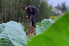 开春后菜园里的菜都很快就长苔了，所以要给菜园里添点新的菜视频封面