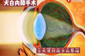 犬白内障手术治疗动画演示#宜慧康 #白内障 #犬视频封面