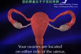 科普动画：卵泡发育和排卵 #排卵 #卵泡发育 #医学科普视频封面