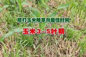 喷施玉米除草剂最佳时间：3~5叶期#玉米除草剂 #玉米视频封面
