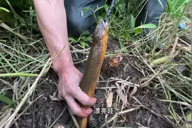 没想到广东这边的小河沟，竟然有这么大的黄鳝，真的不可思议视频封面