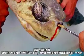 小海龟鼻子里被插进一根吸管痛不欲生视频封面