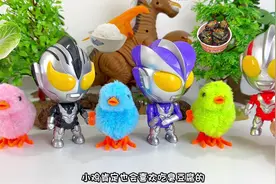 奥特曼家族喂养小鸡#玩具故事 #儿童动画片0-3岁益智视频封面