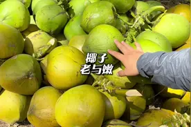 椰子的老与嫩口感有什么区别，应该怎么选视频封面