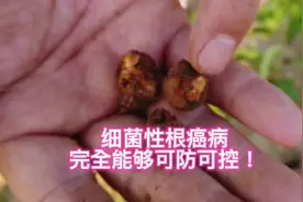 大樱桃根瘤病如何有效预防和控制呢？#新农人计划2022视频封面