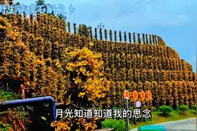 曾是人间仙草，现拥万亩基地。走进国家近野生铁皮石斛之乡视频封面