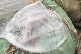 原来水母可以吃啊
40秒带你见识越南人吃水母的过程视频封面