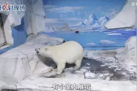 【辽宁大连一 #动物园回应高温露天饲养北极熊 】近日视频封面