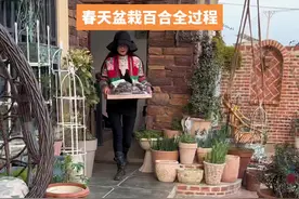 春天是一年中种植百合的好时候视频封面