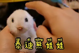 这是一条说明视频，我是一个泰迪熊娃娃制作博主#泰迪熊 #娃娃视频封面