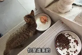 猫咪日常vlog 后院又添新成员#流浪猫 #记录猫咪日常视频封面