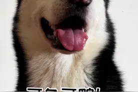 新的一年希望大家都越来越好！#一年一度年终总结视频封面