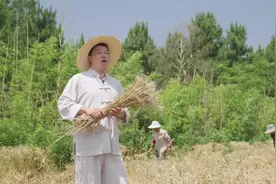 大麦上场小麦黄，割麦打麦农民忙~一起来听听高淳的#打麦调视频封面