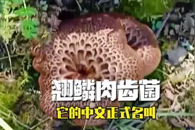 菌盖犹如老虎皮毛纹路一样的美味蘑菇：黑虎掌菌#大自然的馈赠