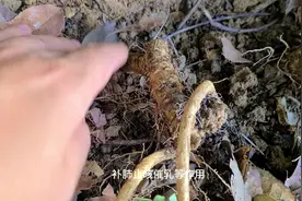 路边发现一棵20年以上的野生土党参，年底果实成熟了在挖来煲汤。视频封面