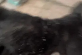 租房喂药杯状口炎猫观察日记1 #流浪猫 #黑猫 #杯状口炎视频封面