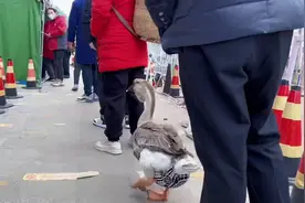 一只去做核酸的鹅，连排队都知道保持距离，大家挪一下它也挪一下视频封面