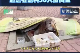 #十几岁金毛走不动路被主人遗弃 志愿者照料50天后有尊严地离世视频封面