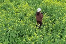 春游踏青配上这首BGM  感觉我又重新快乐起来啦  #春游 #油菜花视频封面
