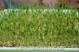 家庭种菜新方法，不需要土，也不需要晒太阳，在家里就能种视频封面